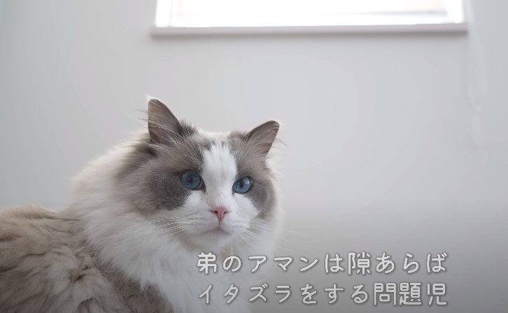 こちらを見る猫