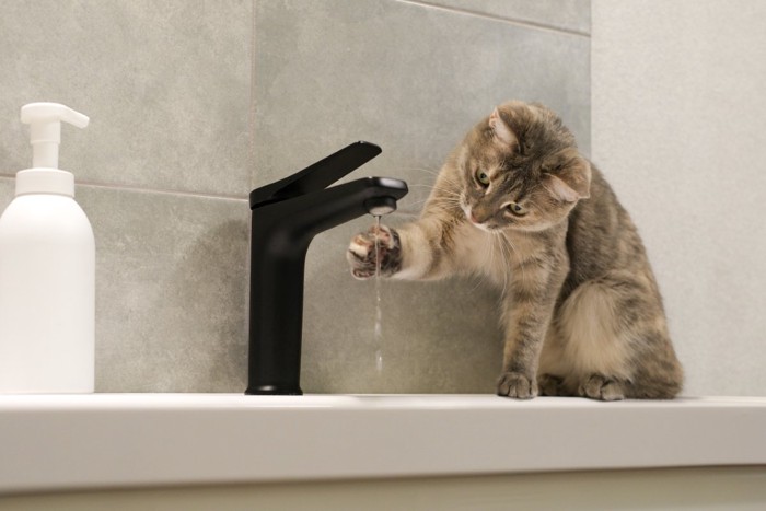 蛇口の水に手を伸ばす猫