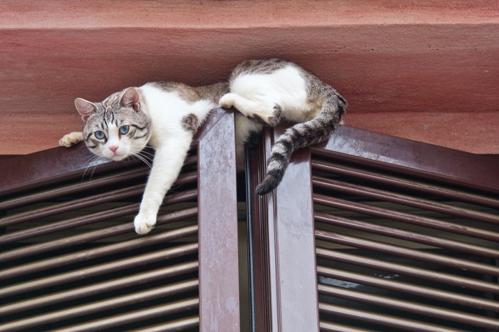 扉の上に登る猫