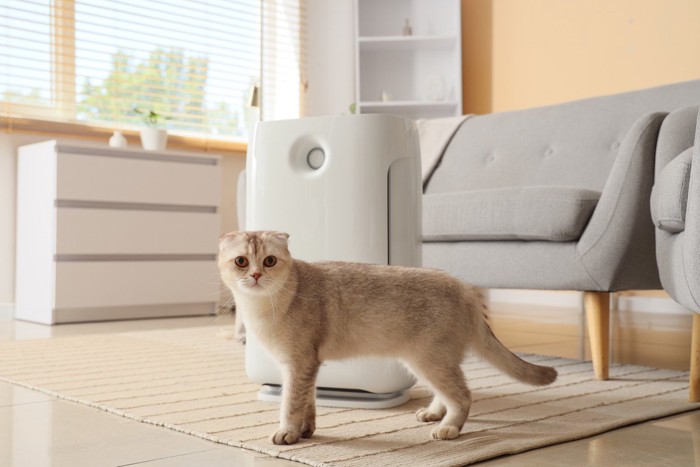 空気清浄機の前に立つ猫