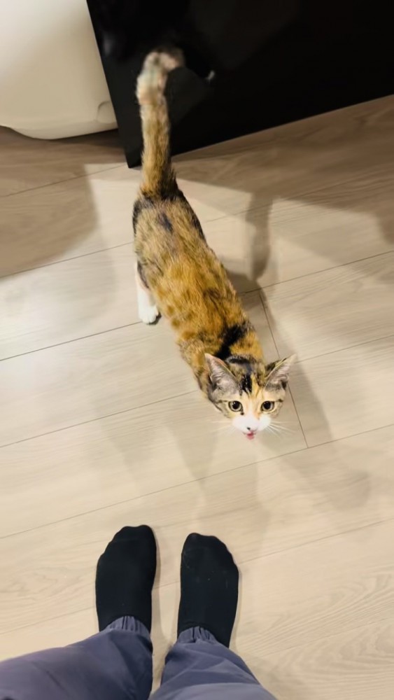 飼い主さんに向かって鳴く三毛猫