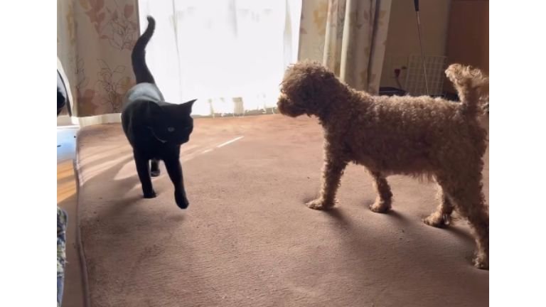 室内にいる猫と犬