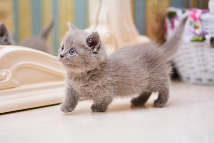 鏡の前を歩くマンチカンの子猫