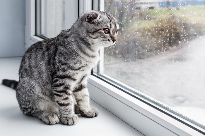 窓の外を見る猫