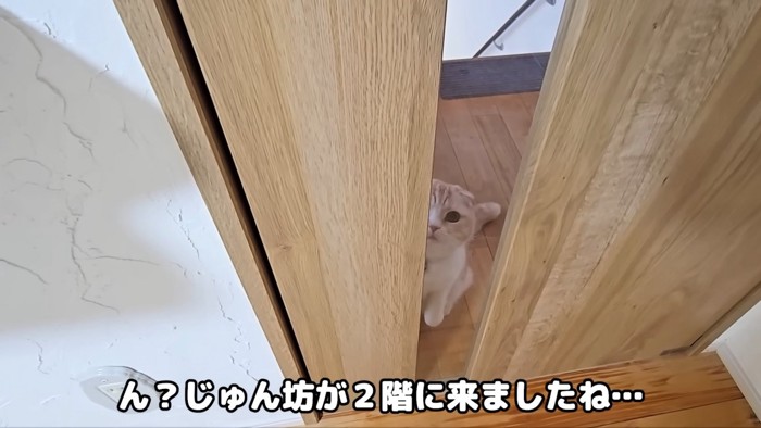 ドアの前に座る猫