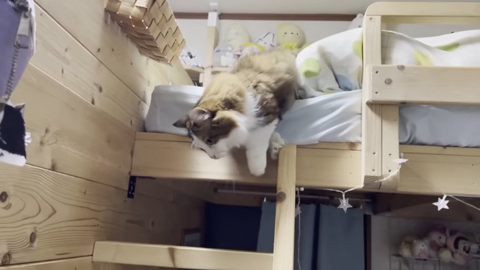 はしごをおりようとする猫