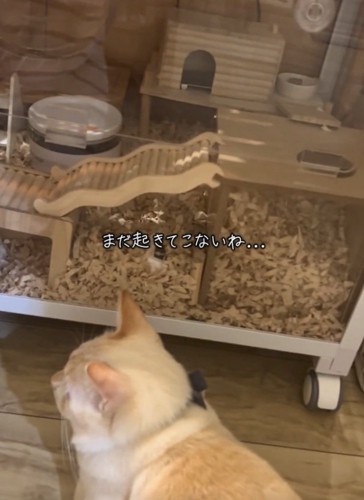 横を向く猫