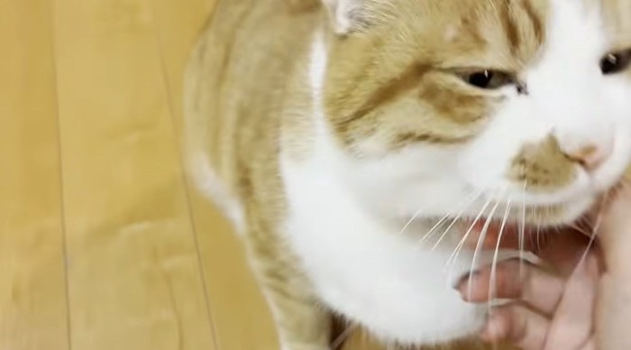 あごをなでられている猫