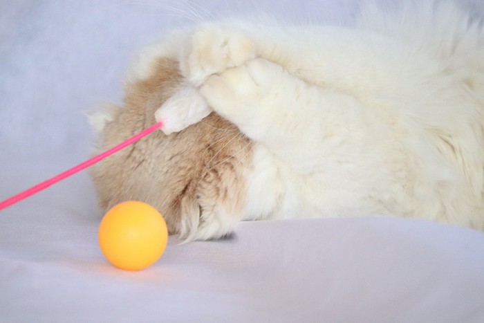 おもちゃを抱えながら顔を隠す猫