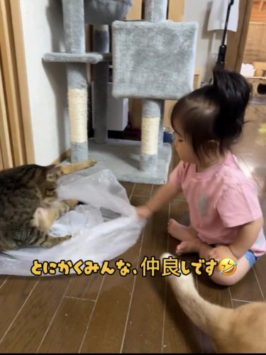 遊んでいる赤ちゃんと猫