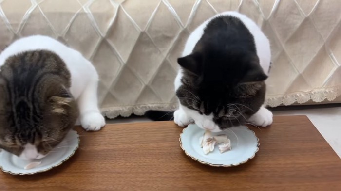 鯛を食べる2匹の猫