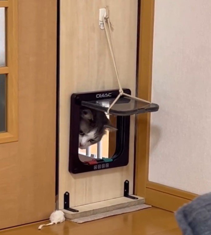 猫用ドアからのぞいてねずみを見る猫