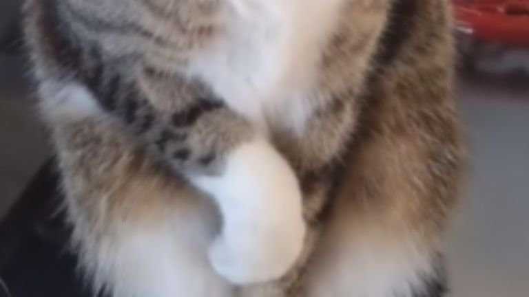 猫の手