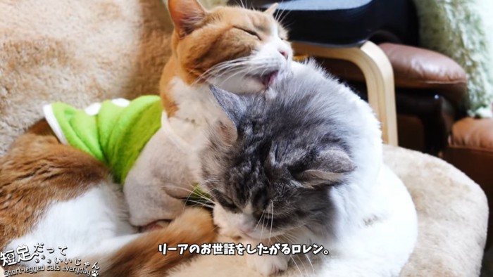 毛づくろいされる猫とする猫