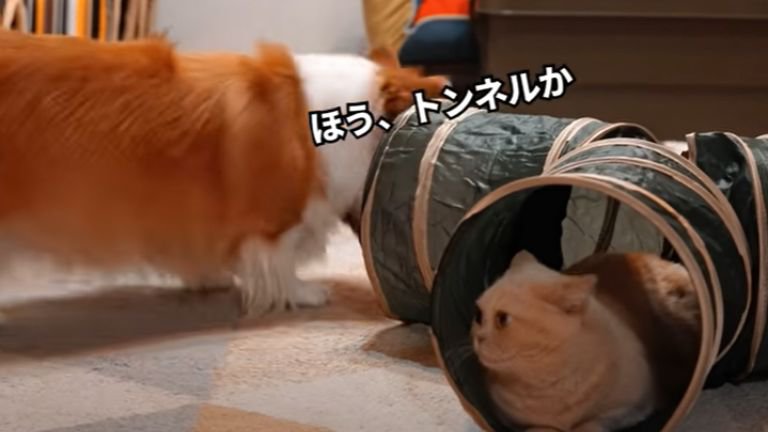 トンネルの玩具の中にいる猫と近づく犬