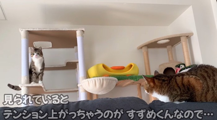 向かい合う猫