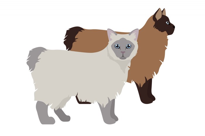 異なる毛色と体型のオイイーボブのイラスト