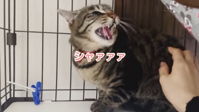 威嚇する縞模様の猫