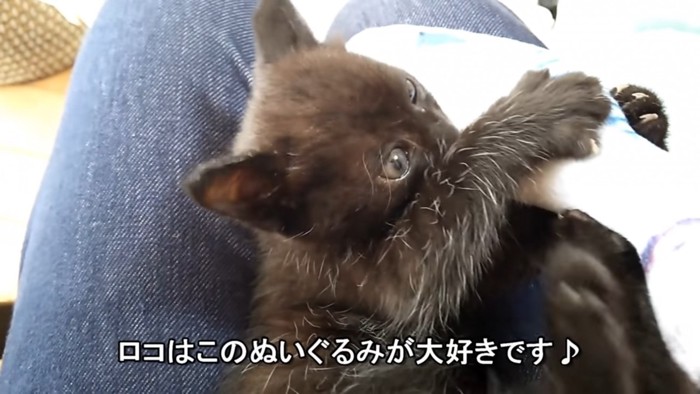 ぬいぐるみを必死で抱き抱える猫