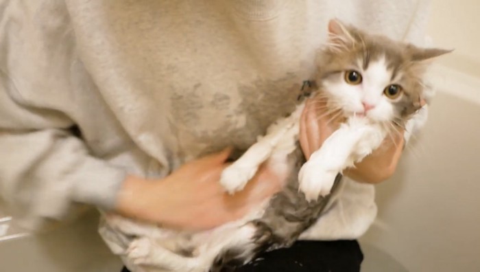 飼い主の腕の中で洗われるよもぎくん