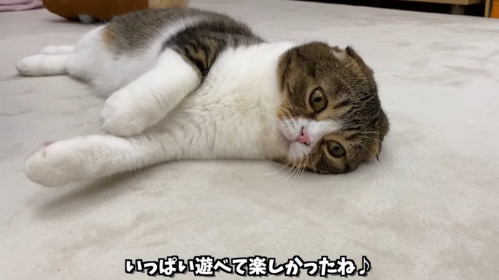 横になる猫