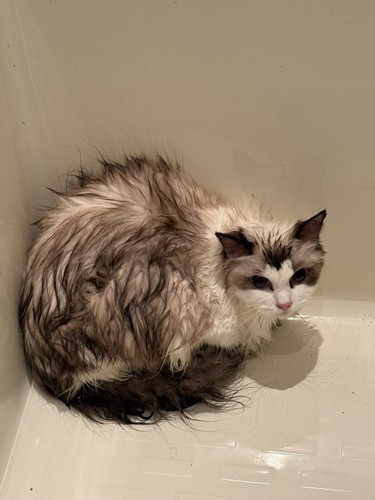 濡れている猫