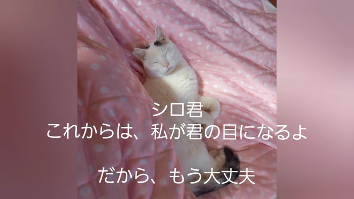 布団の上で寝る猫