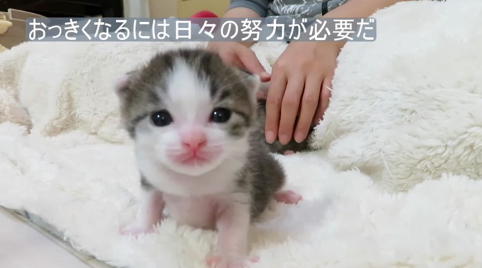 しっかりMCを務める子猫