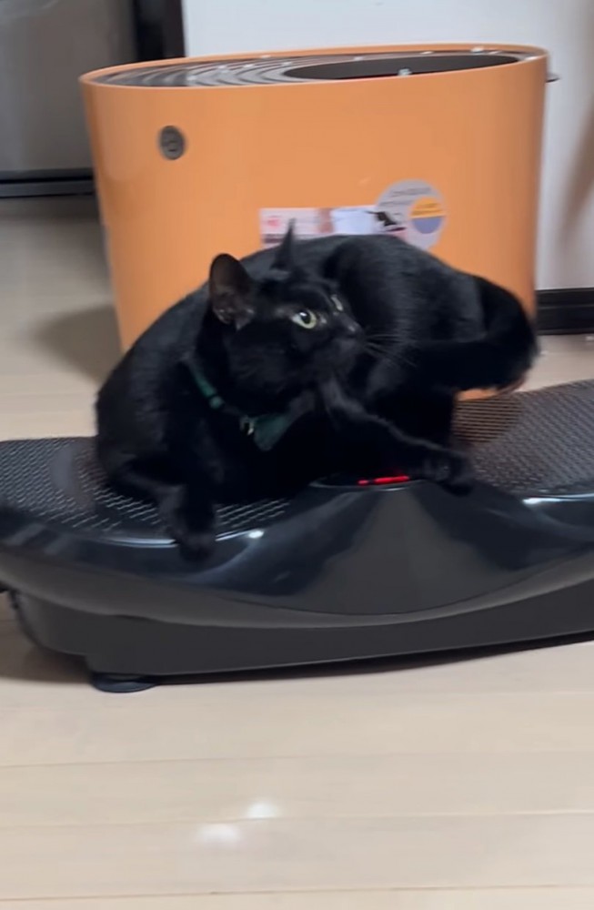 ブルブルマシンに乗る黒猫8