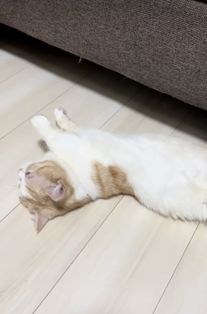 床暖房に寝転がるマンチカン