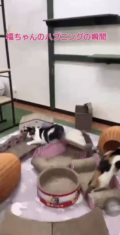 姿を消した猫ちゃん達