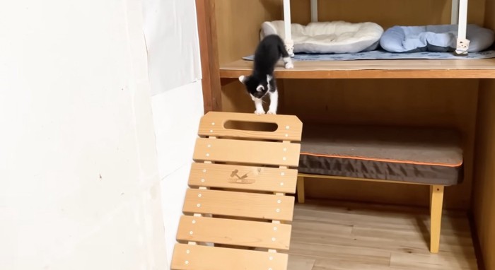 椅子に乗ろうとする猫