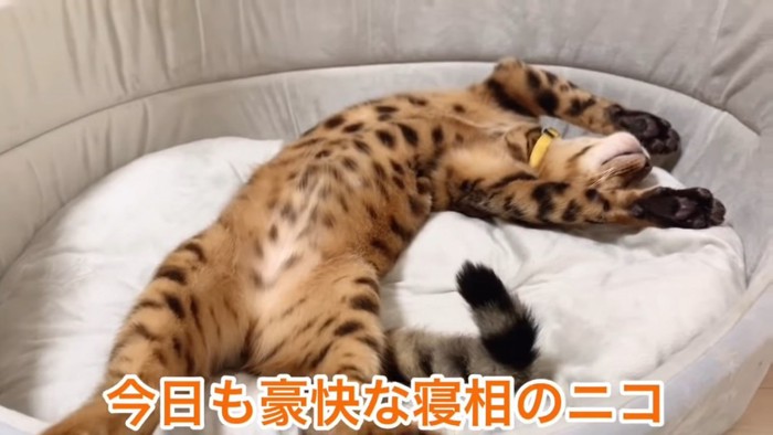 仰向けに寝る猫