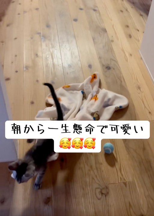 通る猫