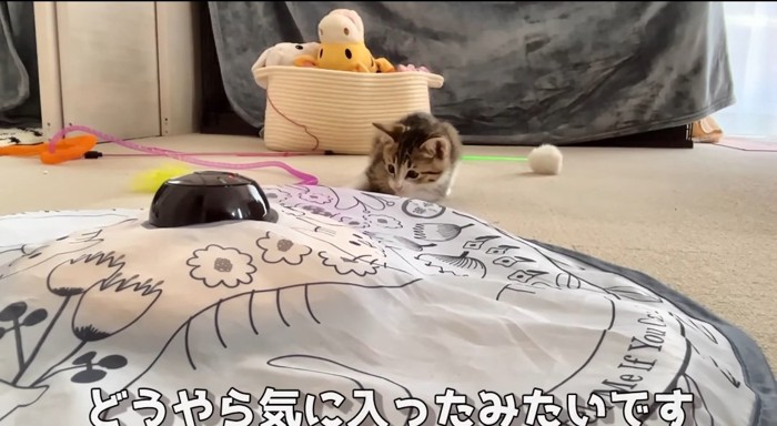 オモチャで遊ぶ猫