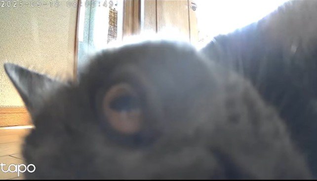 ペットカメラに映る猫の顔