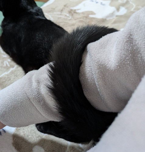 腕に巻きつく黒猫のしっぽ
