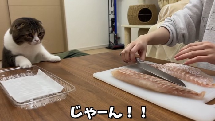 鯛を見る猫