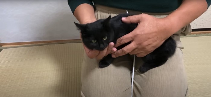 正座している飼い主の膝の上にいる猫