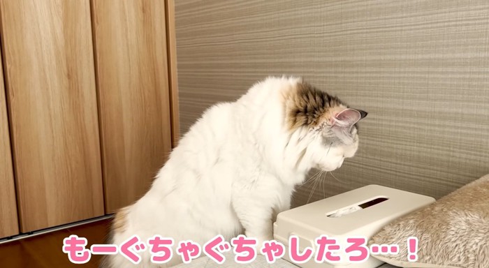 ティッシュケースの前の猫