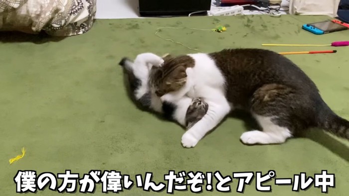 子猫とじゃれる成猫