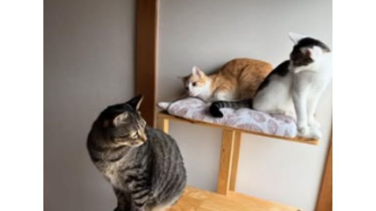 室内にいる猫
