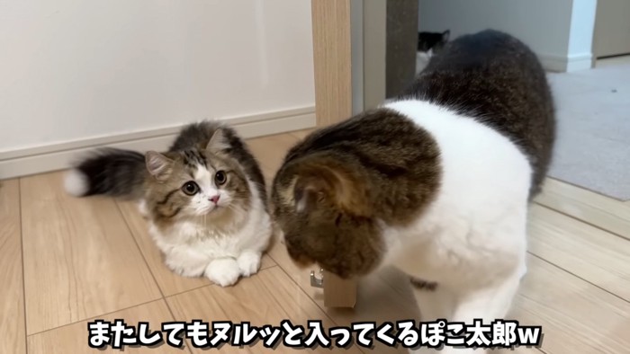 子猫を見る成猫