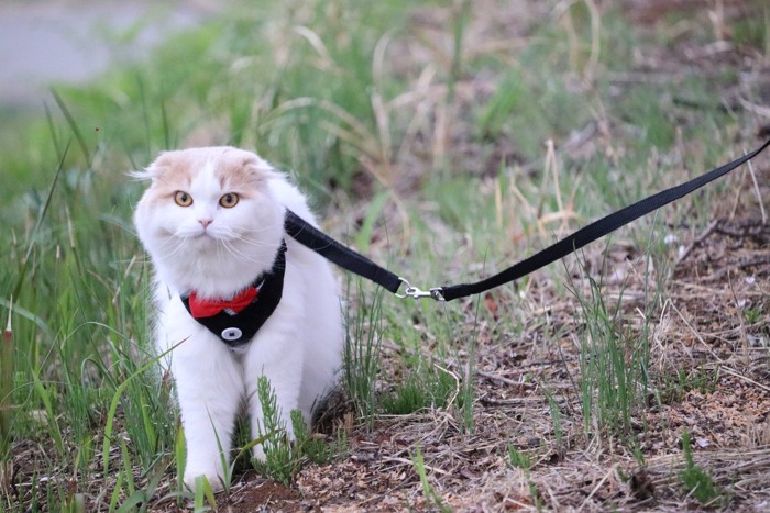 ハーネスで散歩する猫