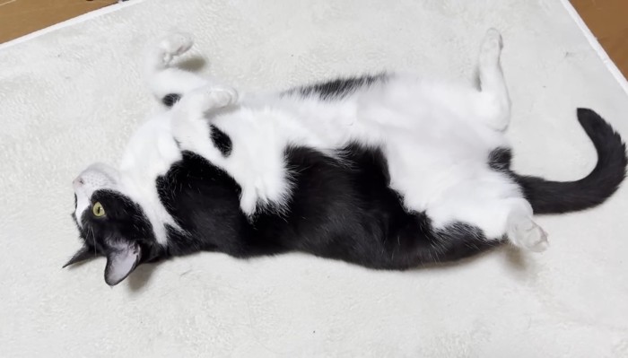 ヘソ天