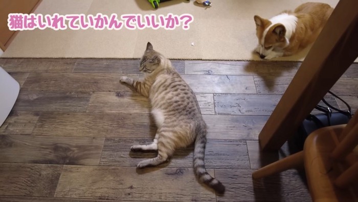 飼い主さんが面白がって声を掛けます