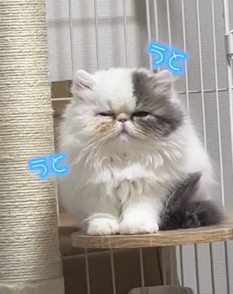 ケージ内のステップに前足をそろえて座る猫