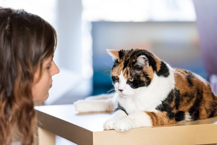 女性にムッとしている猫