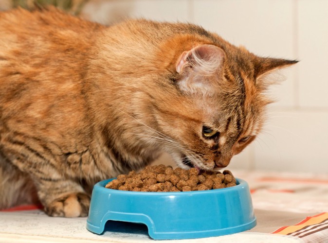 餌を食べる猫