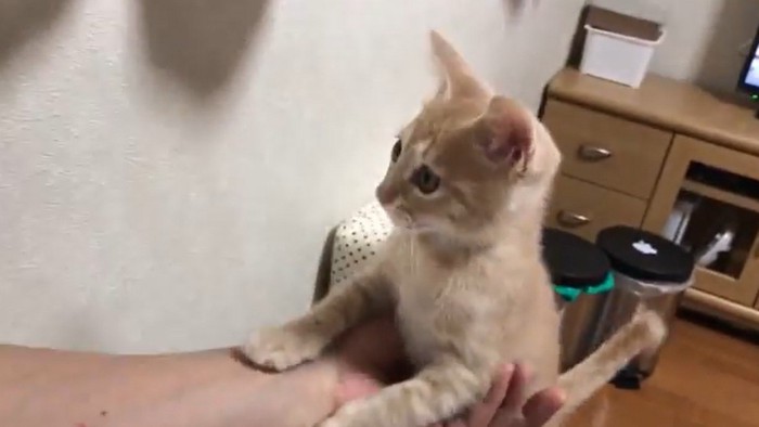 片手で支えられる猫